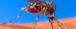 DO MOSQUITOES SPREAD ZOMBIE PLAGUE?