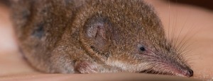 SHREWS MAY EXPLAIN ZOMBIE HUNTING