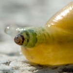 ZOMBIE SNAIL MIND CONTROL