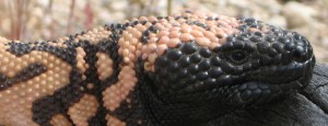 GILA MONSTERS FOR ZOMBIE SURVIVAL