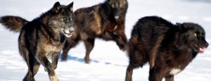 ZOMBIES, TOP OF THE FOOD CHAIN?