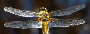 BE THE DRAGONFLY & STAY ALIVE