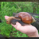 DID INFECTIOUS SNAILS INVADE TEXAS?