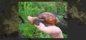 DID INFECTIOUS SNAILS INVADE TEXAS?